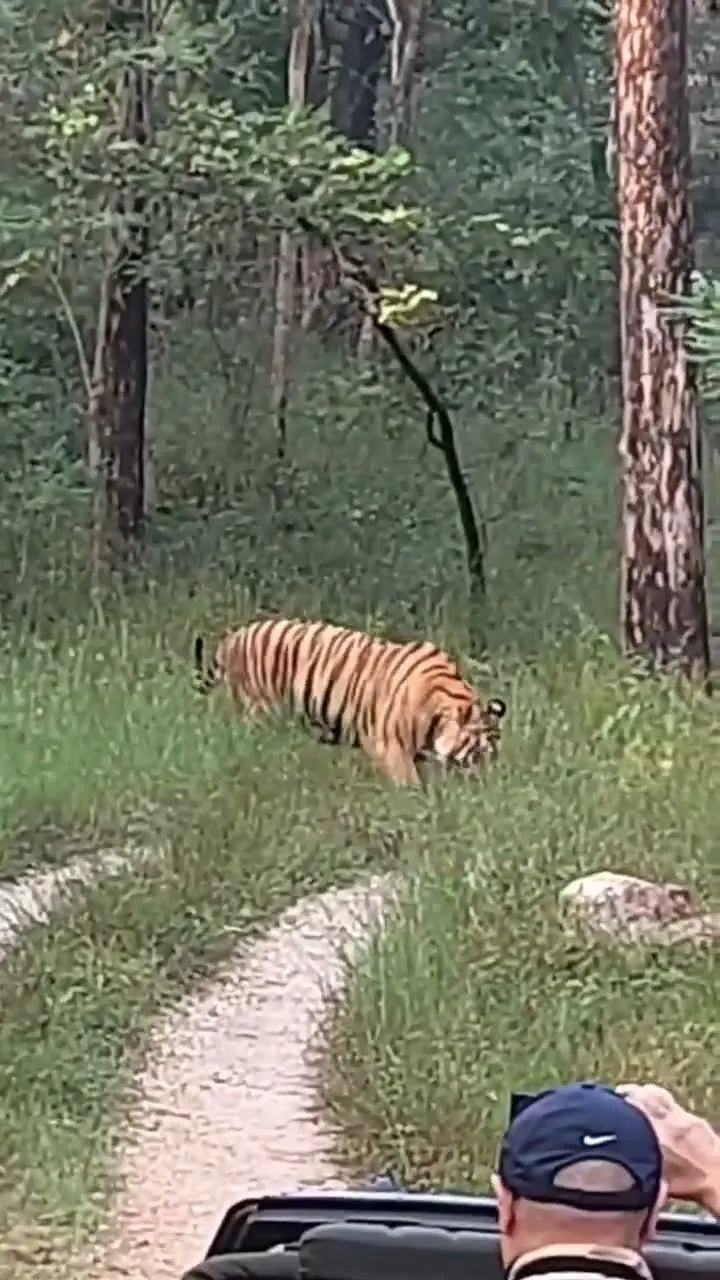 Jungle Safari me Achanak Tiger Samne! 😳🐅 | Ranthambore Moments | Woxygen Jai Jungle