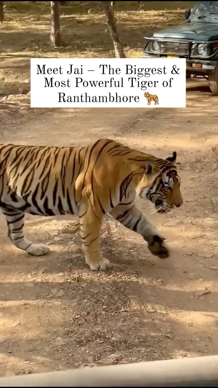 Tiger Jai (T-108) Face to Face 😎Ranthambore’s biggest Tiger 🐯