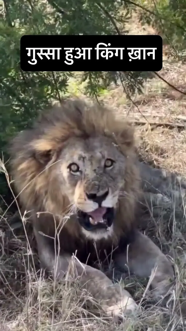 किंग ख़ान का गुस्सा 🦁😱 This Is What a Real Warning Sounds Like