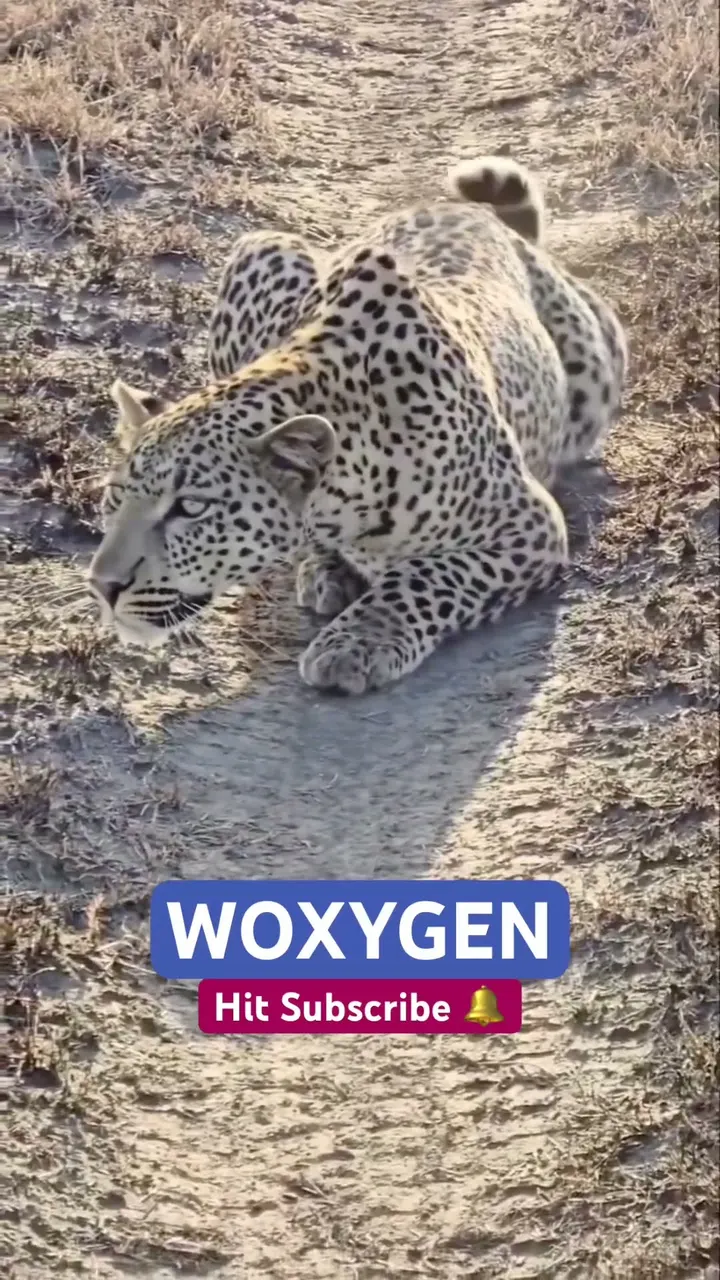 Don't Blink Or You'll Miss This Leopard Attack!