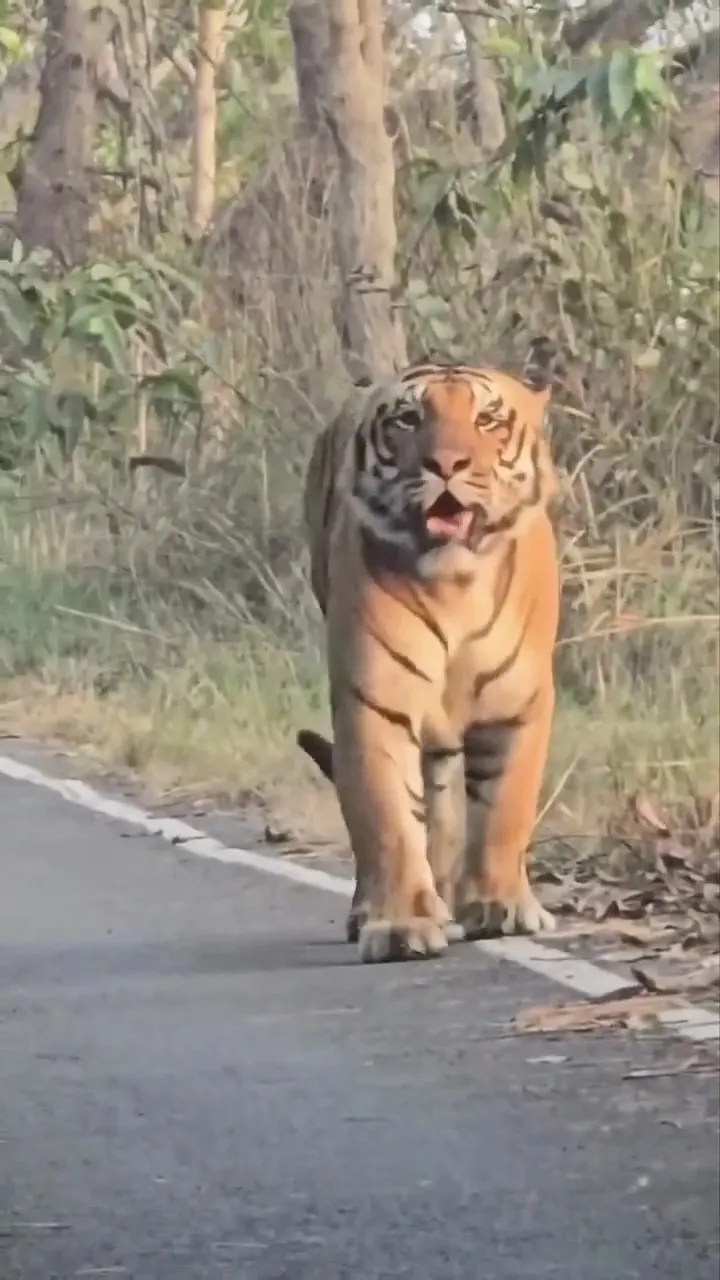 Tiger Suddenly Appeared on Road Right in Front of Us 😱 Bandhavgarh