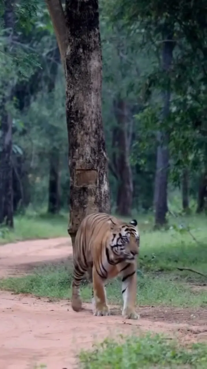 Face to Face with Tiger 😱 Jungle Safari का सबसे खतरनाक पल