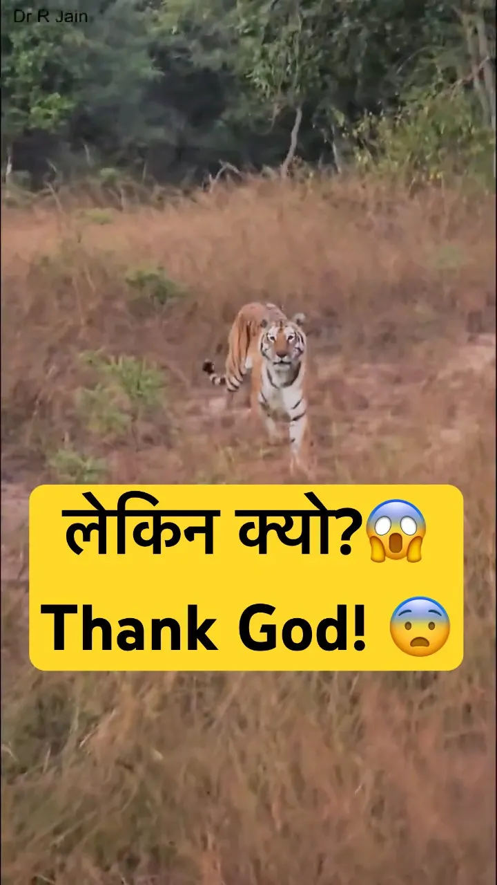 Tiger ने देखा और … Then Started Walking Towards Our Jeep 😳🐅 | Jungle Safari Scary Moment