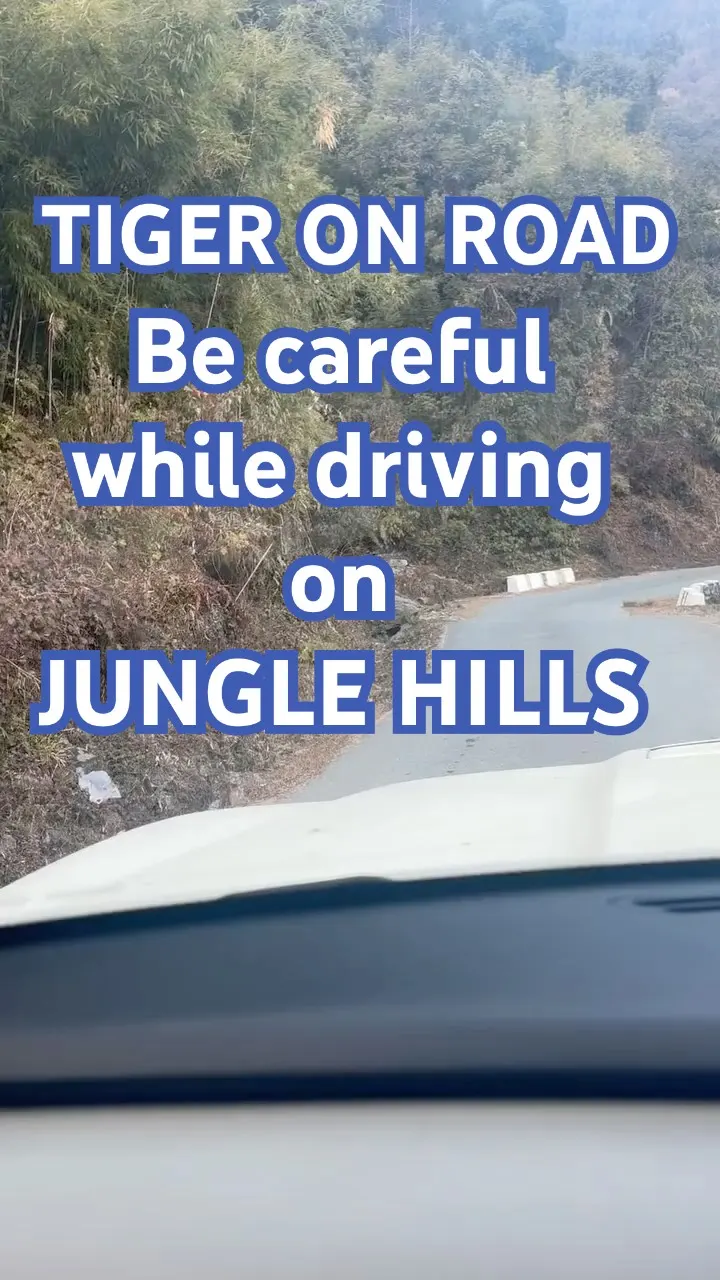 This tiger owned the road completely 🐅